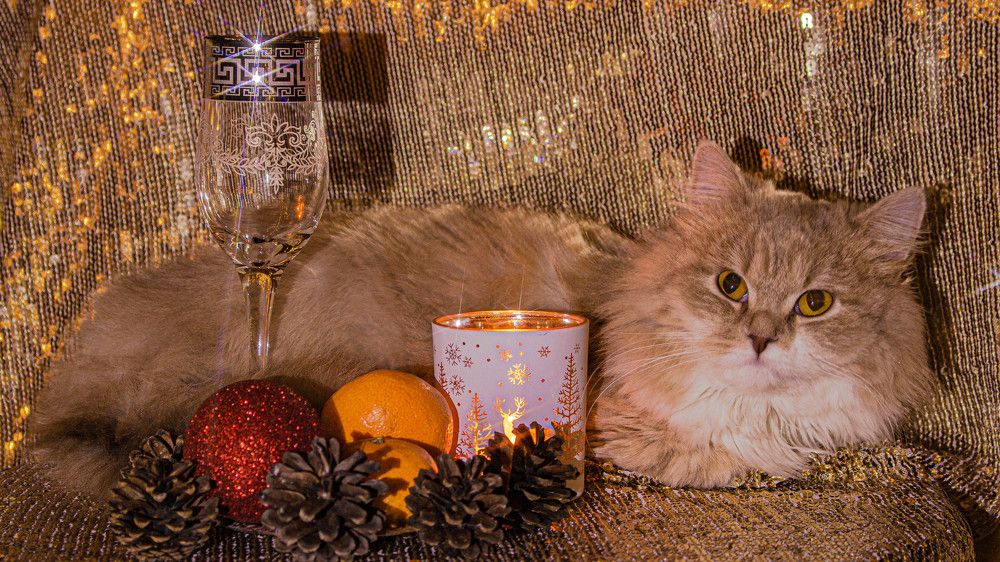 Фотография автора Александр Довганюк