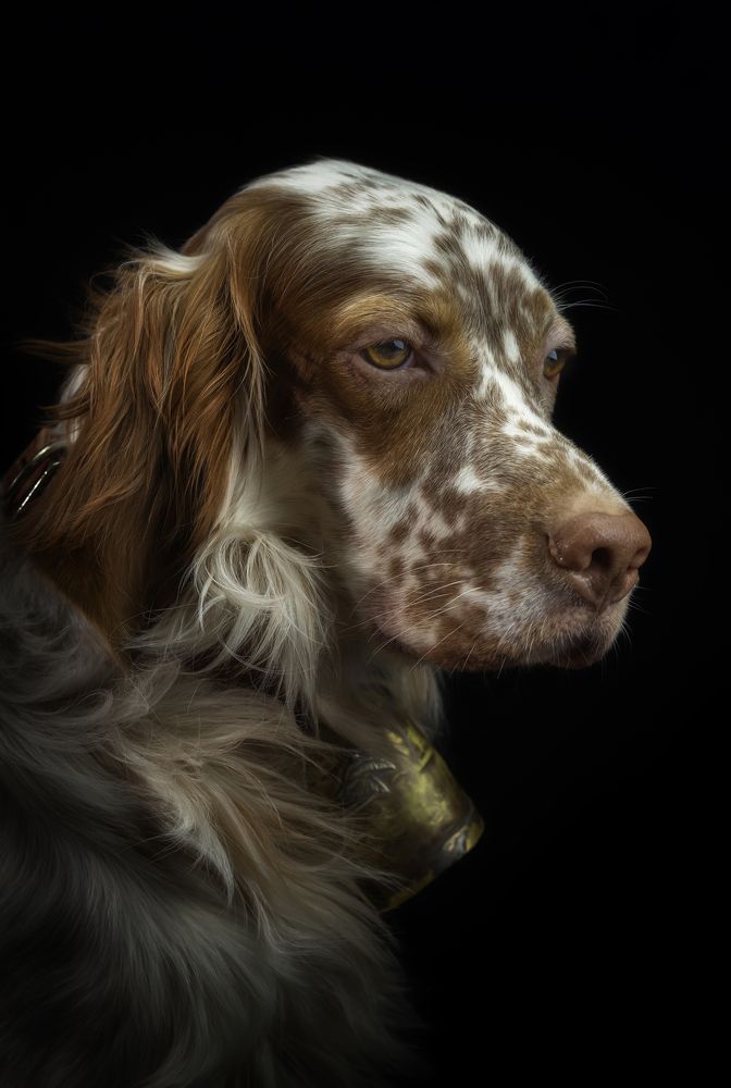 Английский сеттер.  Портрет в студии.