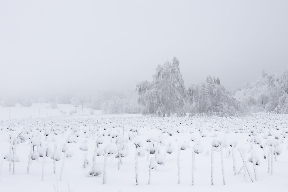 Photograph by Анжелика Сороколетова