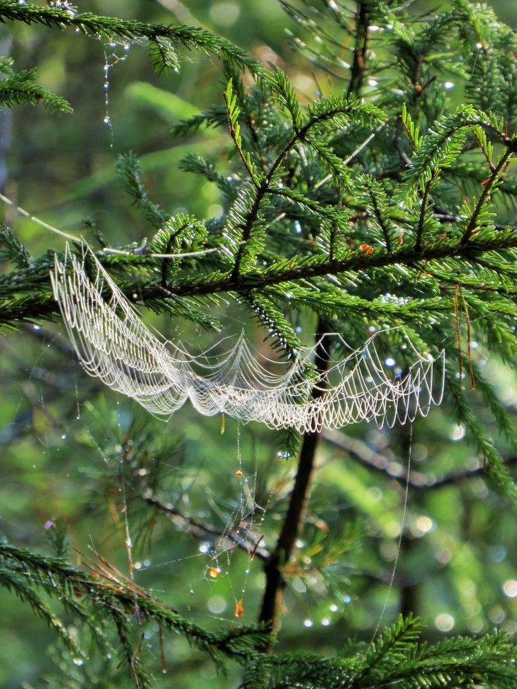 Photograph by Светлана Башаева