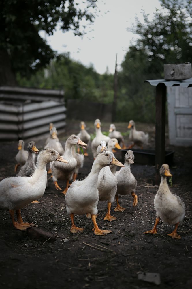 Весёлые ребята