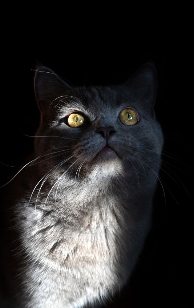 Кот-Бегемот