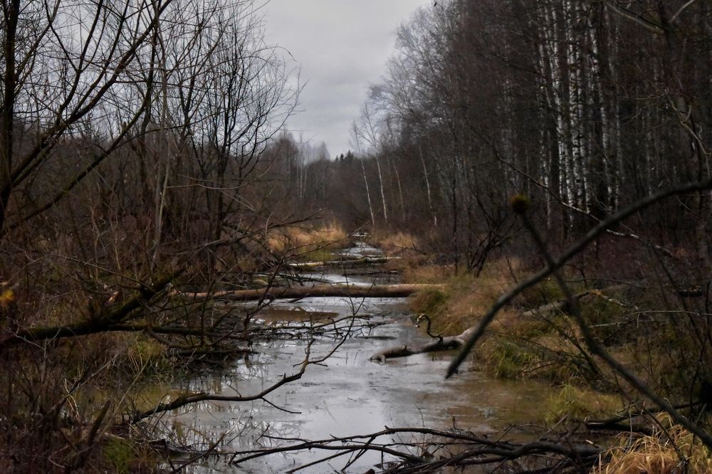 Здесь живут бобры