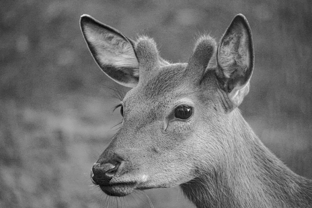 Photograph by Алфия Бугакова