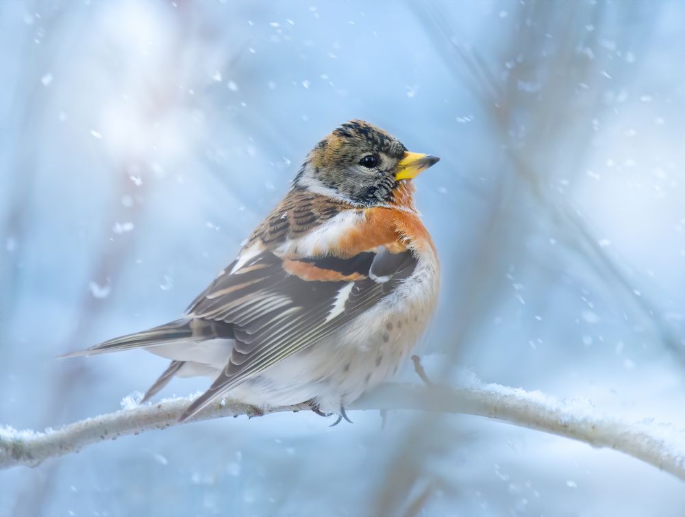 Фотография автора Михаил Ездаков