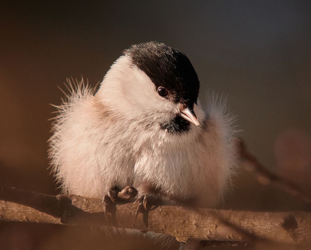 Photograph by Дарья Басова