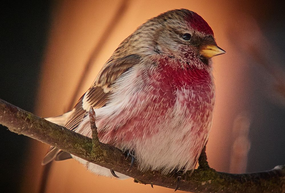 Photograph by Дарья Басова