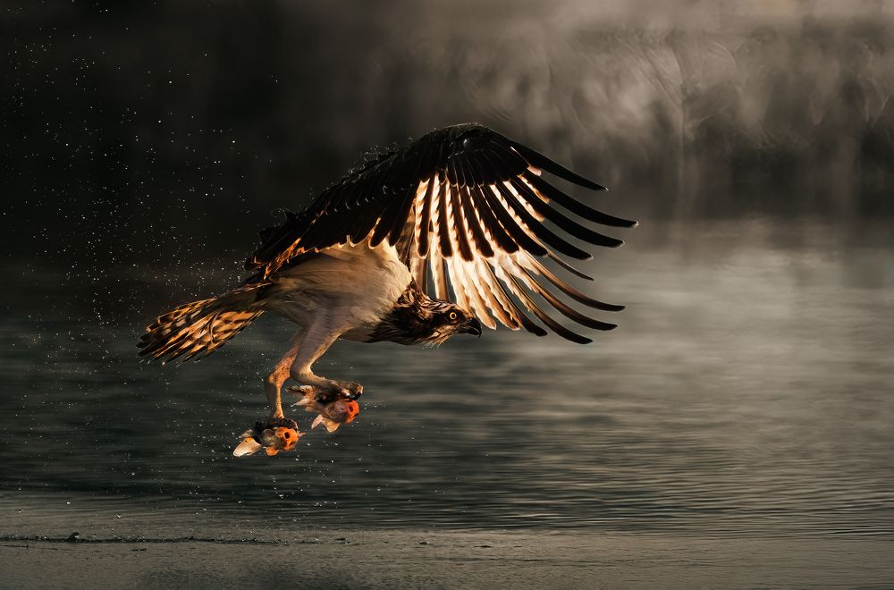 Photograph by NOUSHADALI EDAKKANDATHIL