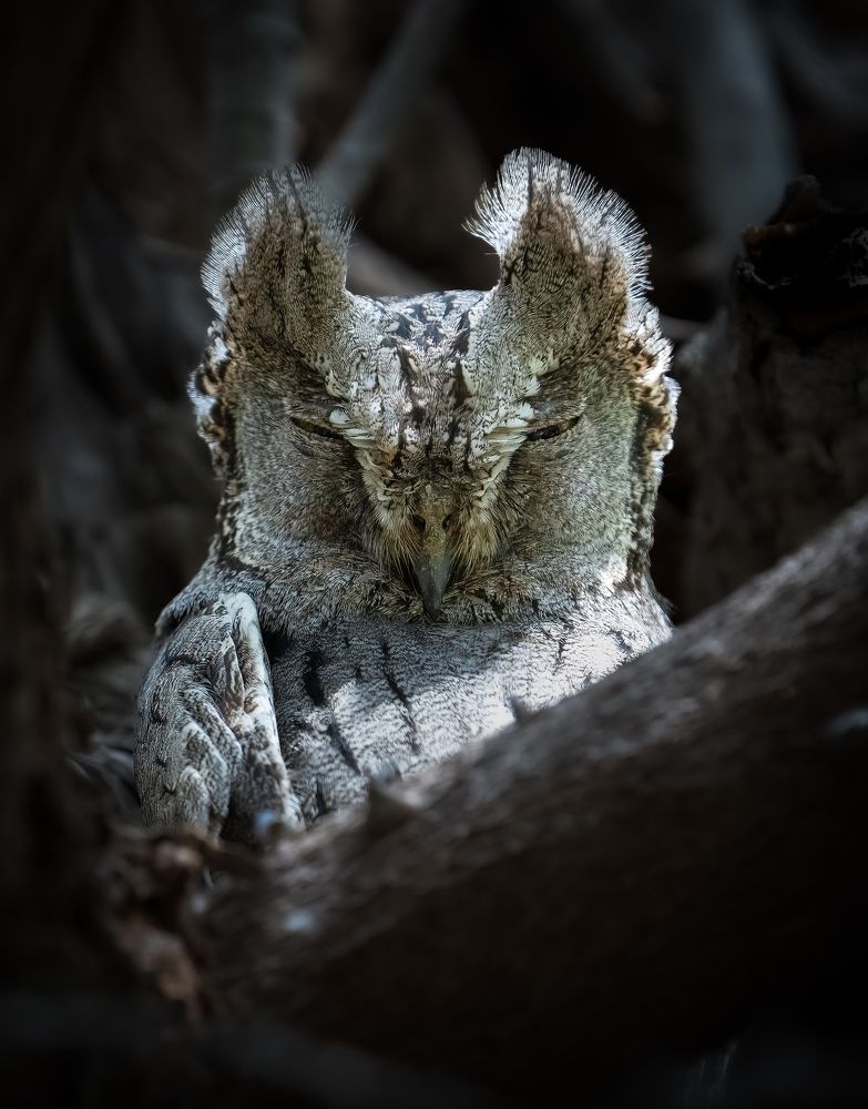 Photograph by NOUSHADALI EDAKKANDATHIL