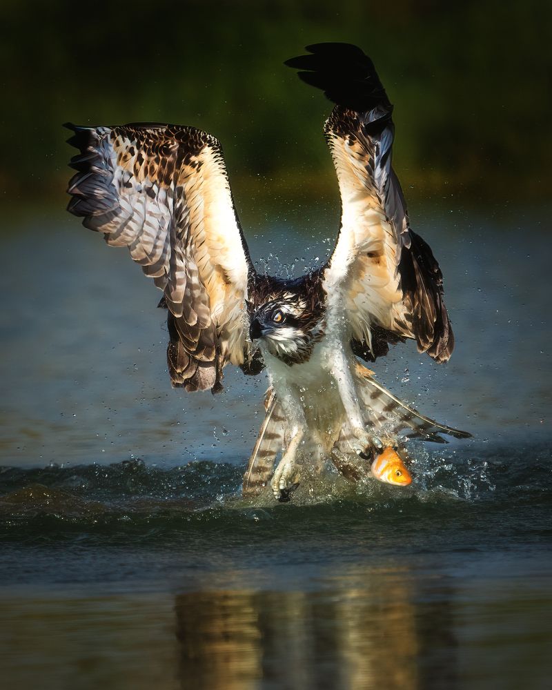 Photograph by NOUSHADALI EDAKKANDATHIL