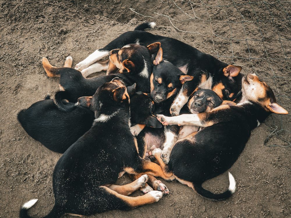 Photograph by Sanjay Been