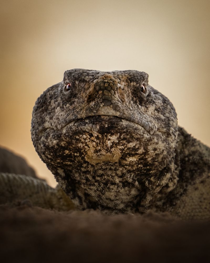 Photograph by NOUSHADALI EDAKKANDATHIL