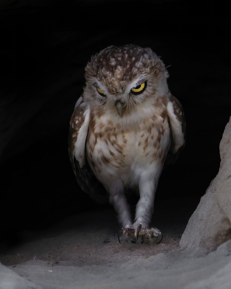 Photograph by NOUSHADALI EDAKKANDATHIL