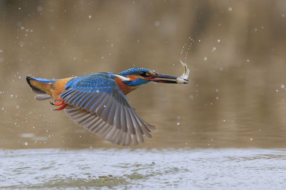 Photograph by Zsuzsi Gesztelyi-Nagy Margit