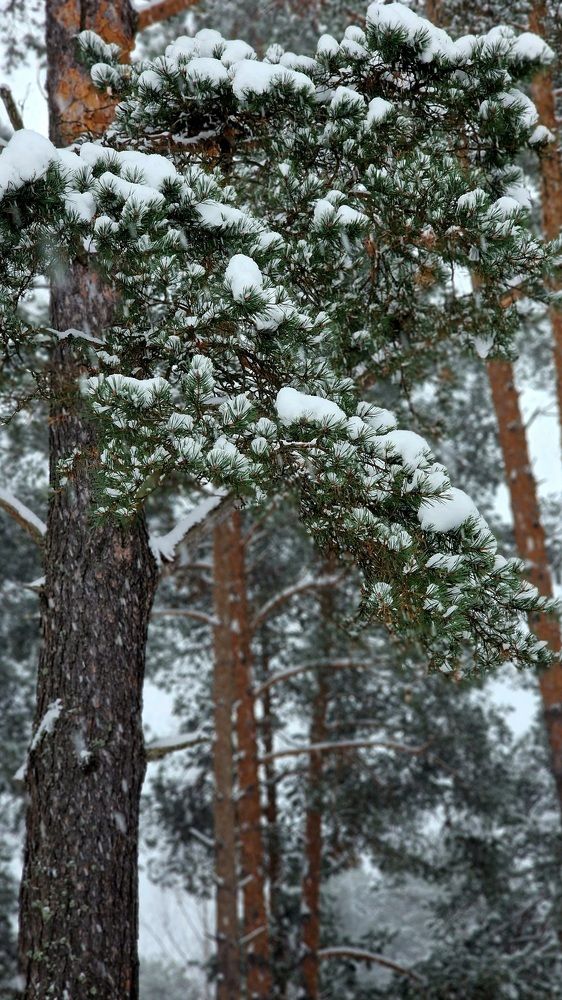 Photograph by Алексей Чудин