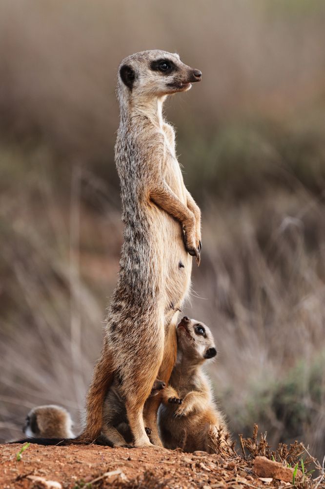 Meerkat mom and babies