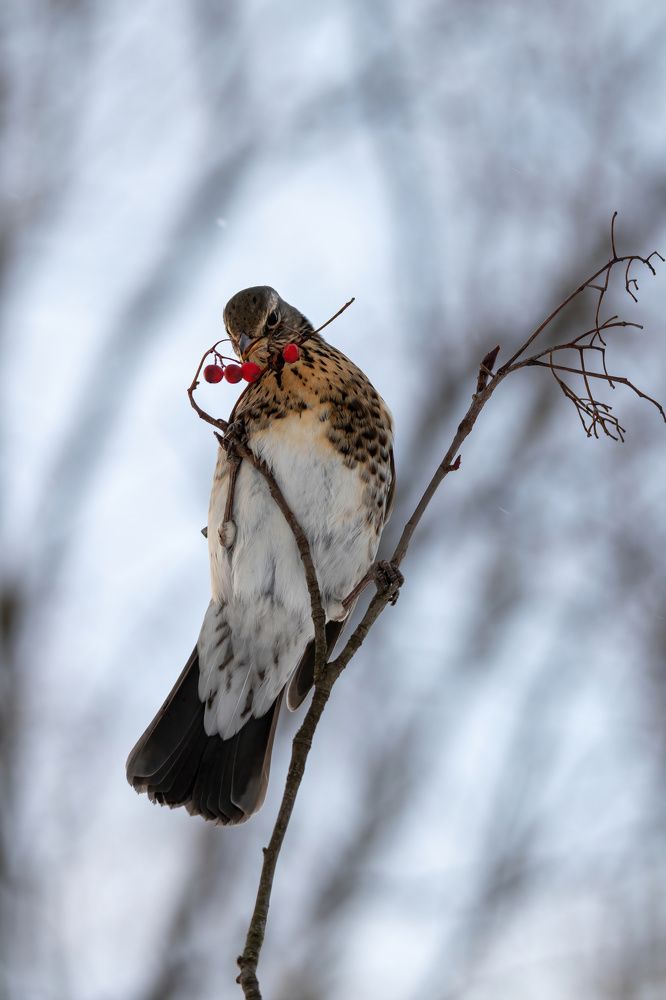 Photograph by Александр Свиблов