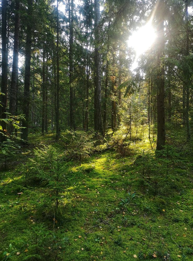 Photograph by Екатерина Борисовна Кузьмина