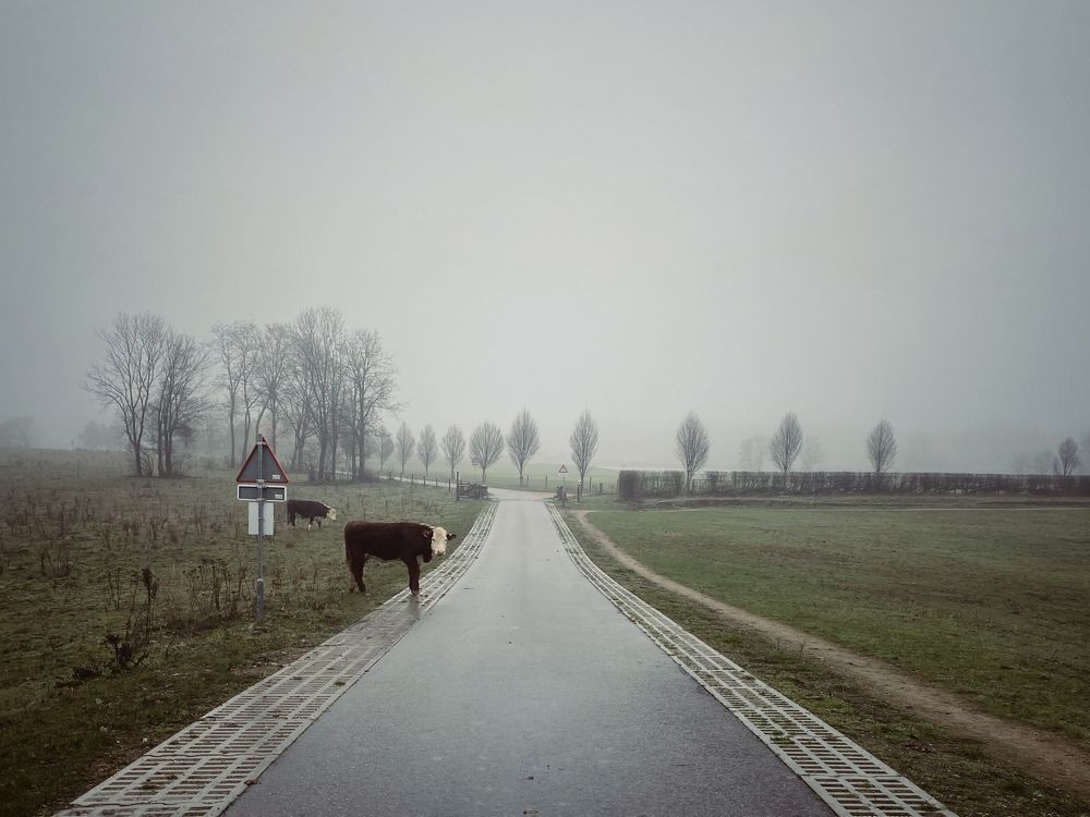 Photograph by Юлия Зырина