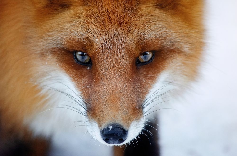 Photograph by Вероника Ливанова