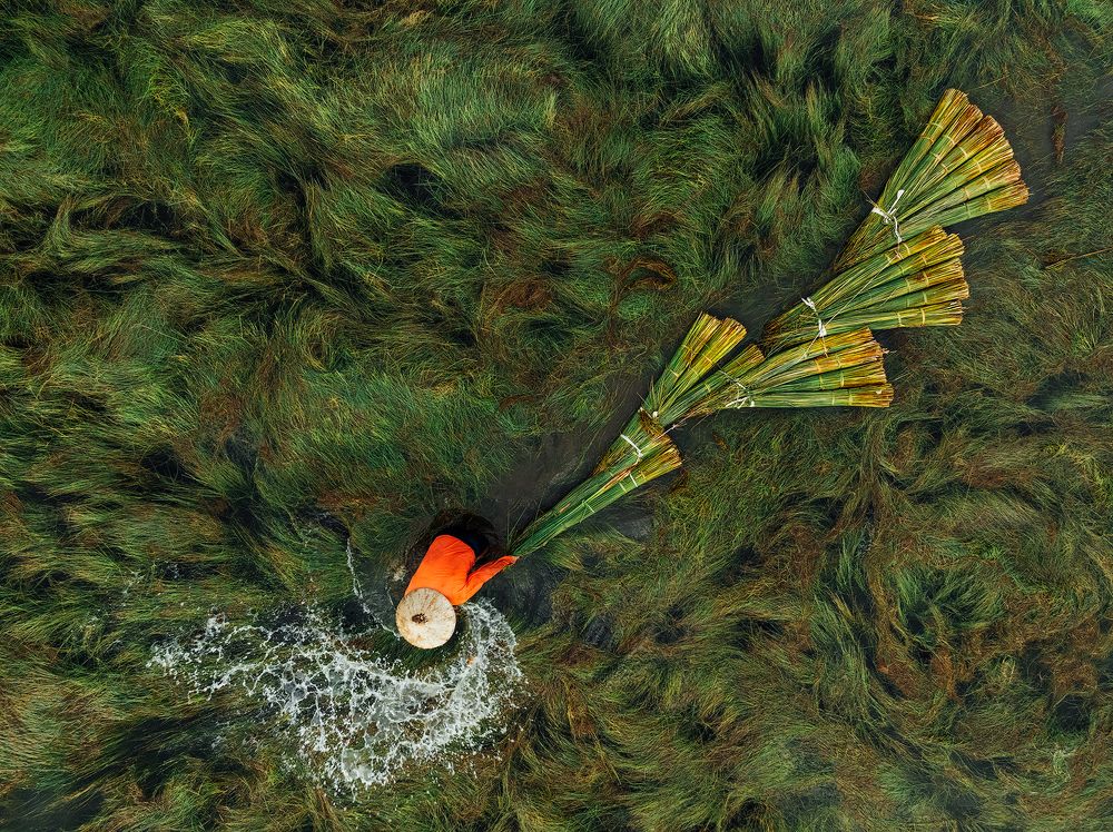 Bang Grass Harvesting 2