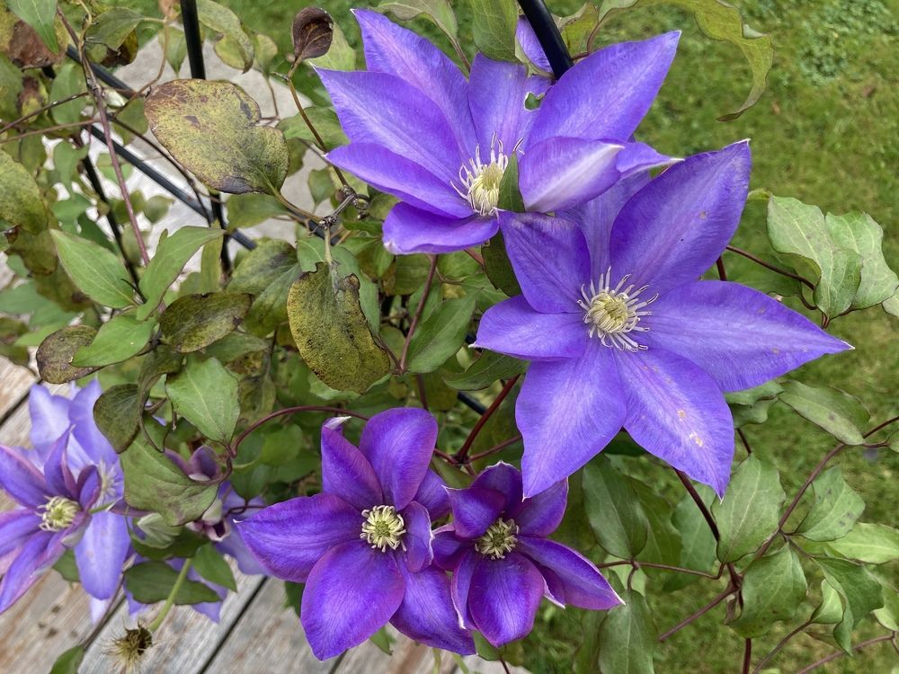 The Last Clematis Flower