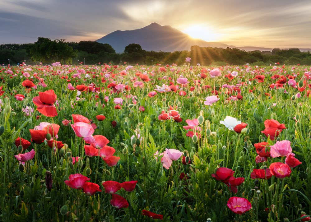 Photograph by S KENjiro