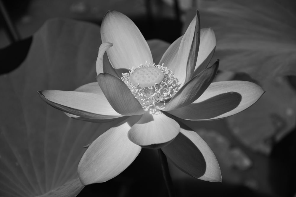 Лотос Комарова