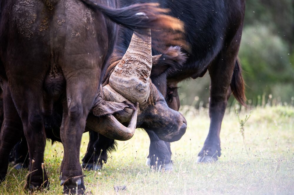 Cape Buffalo Herd Life