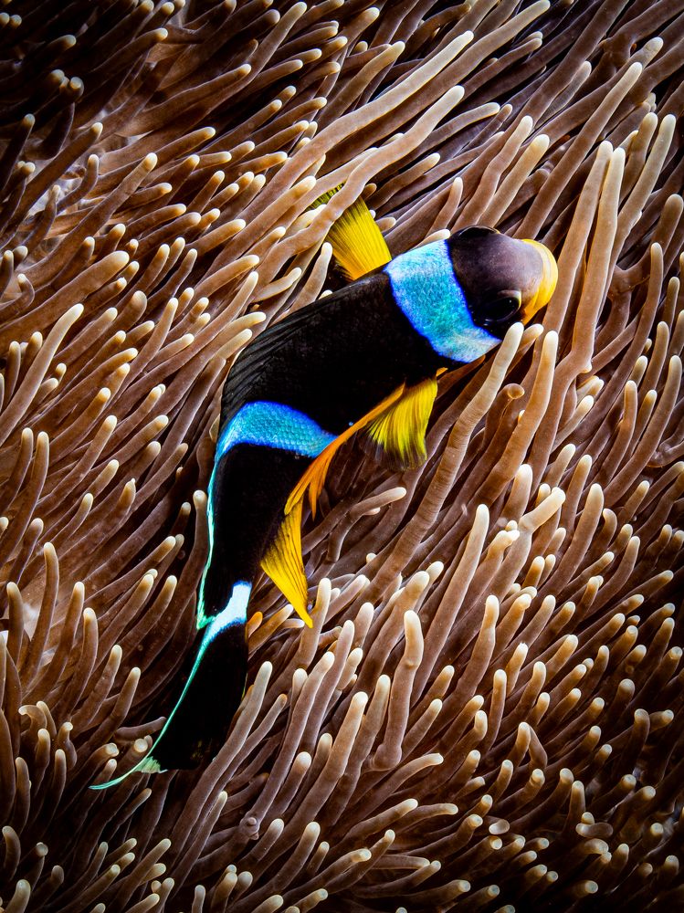 Photograph by Alexander Plakida