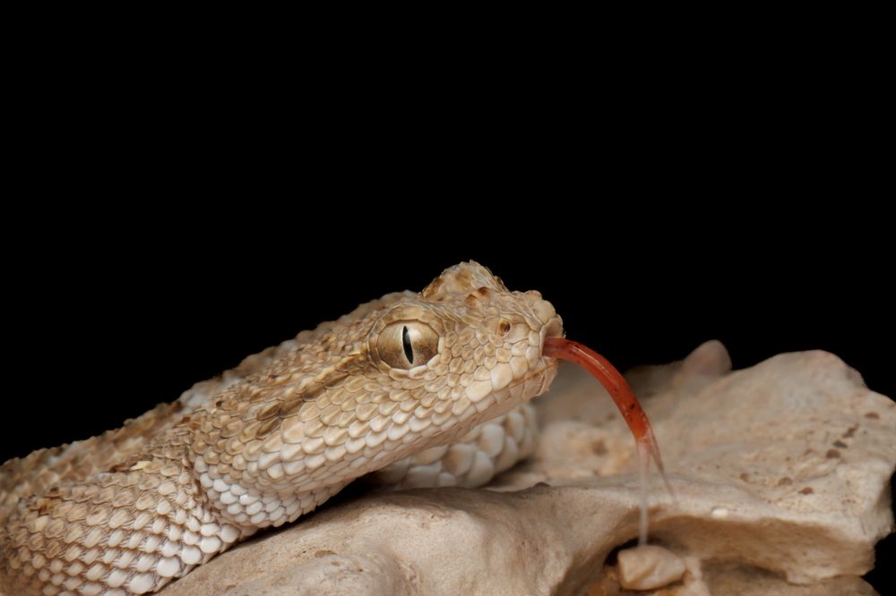 Фотография автора Rajath Sasidharan