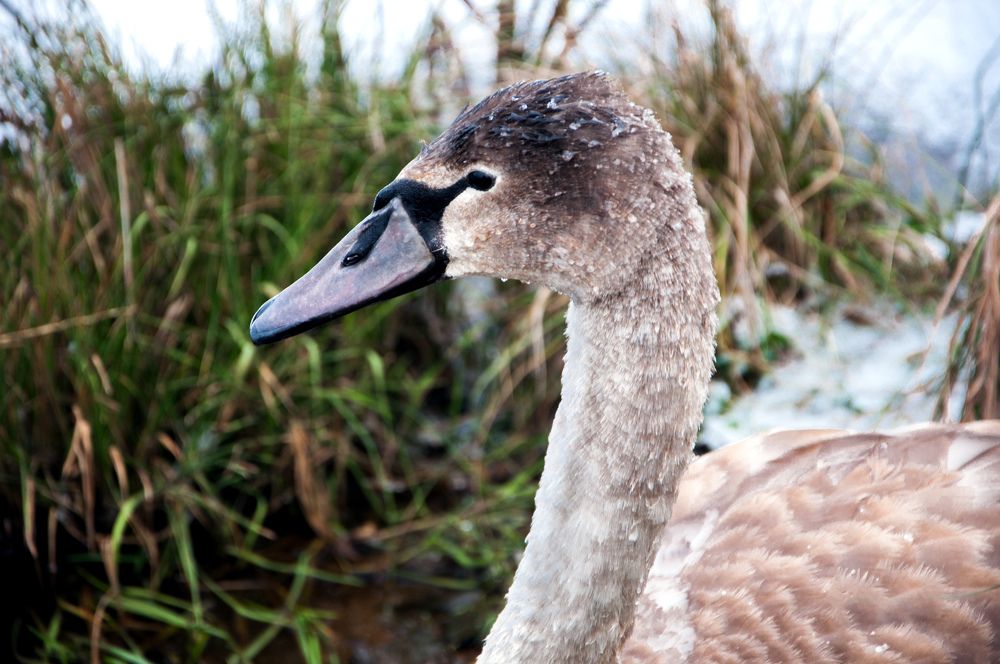Молодой лебедь