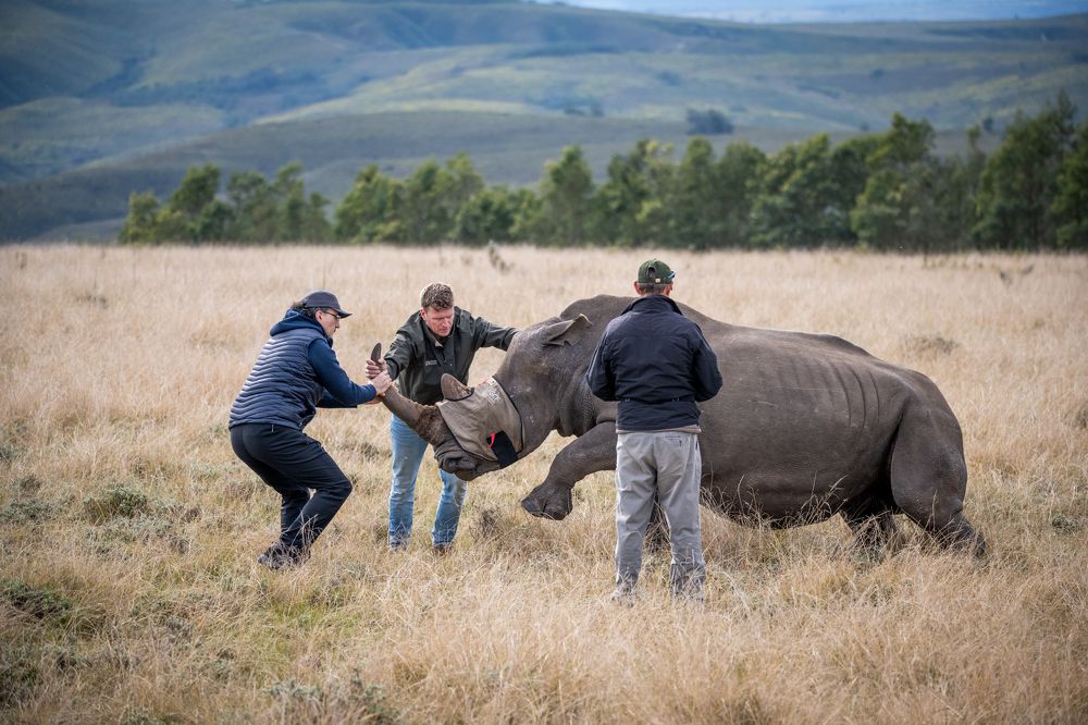 Super Vet Feature Gondwana Game Reserve