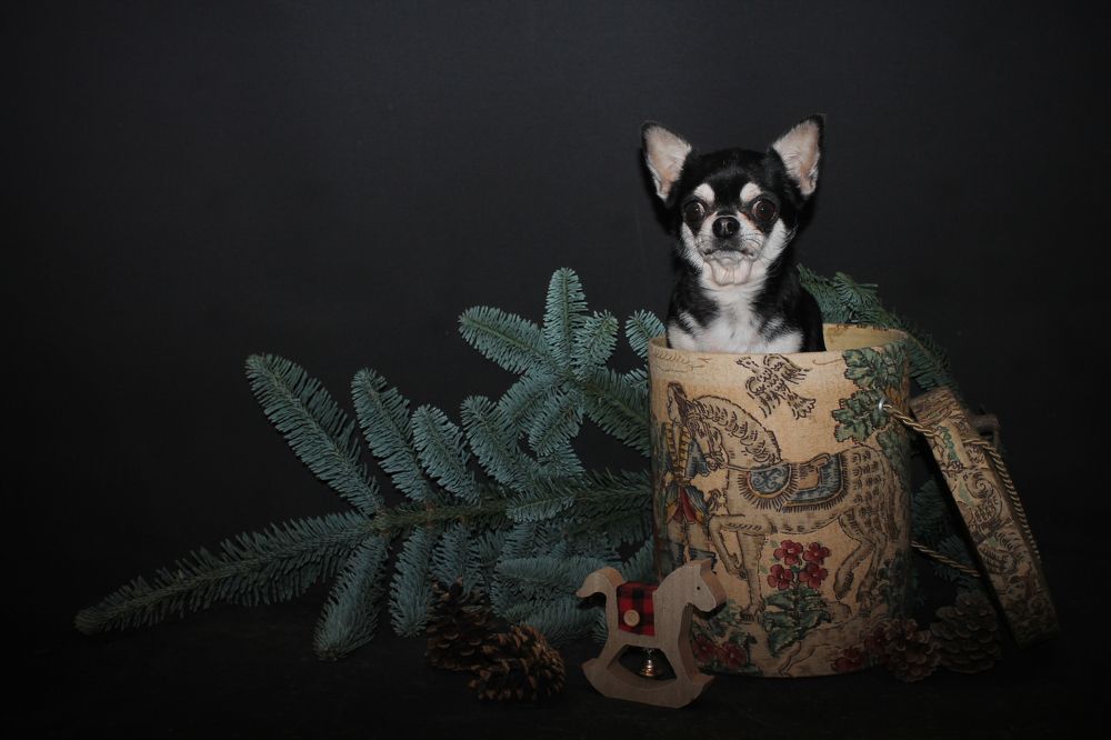 Photograph by Диана Ульянцева