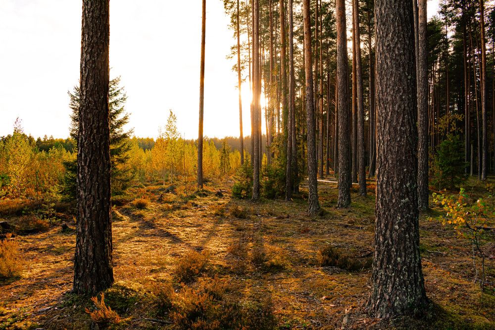 Photograph by Федорако Дмитрий