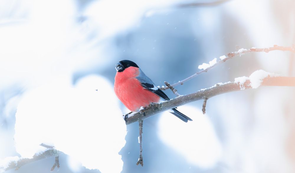 Photograph by Федорако Дмитрий