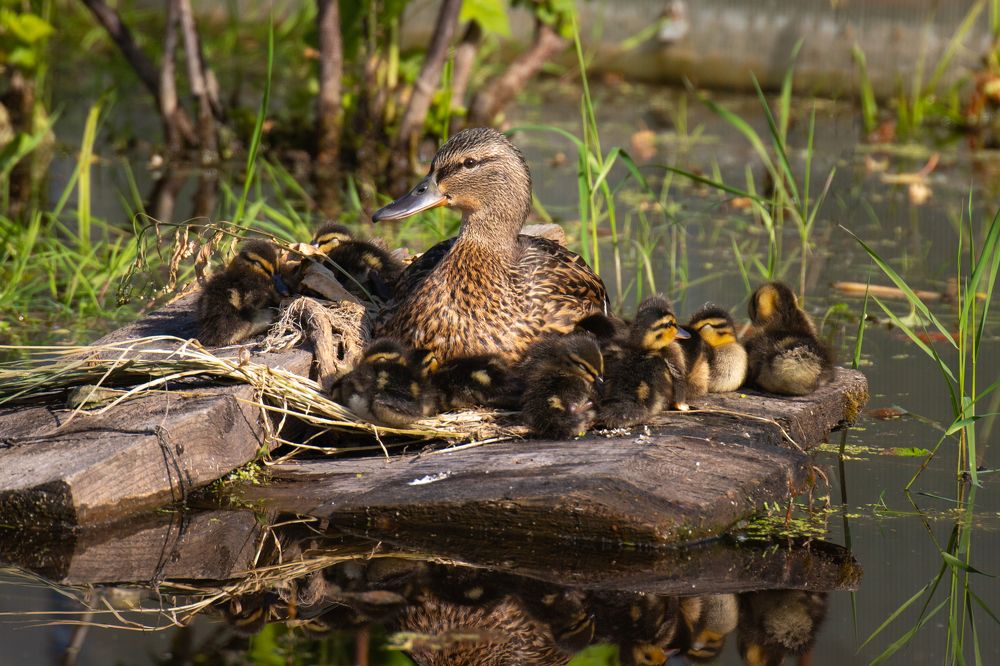 Photograph by Чудинин Дмитрий
