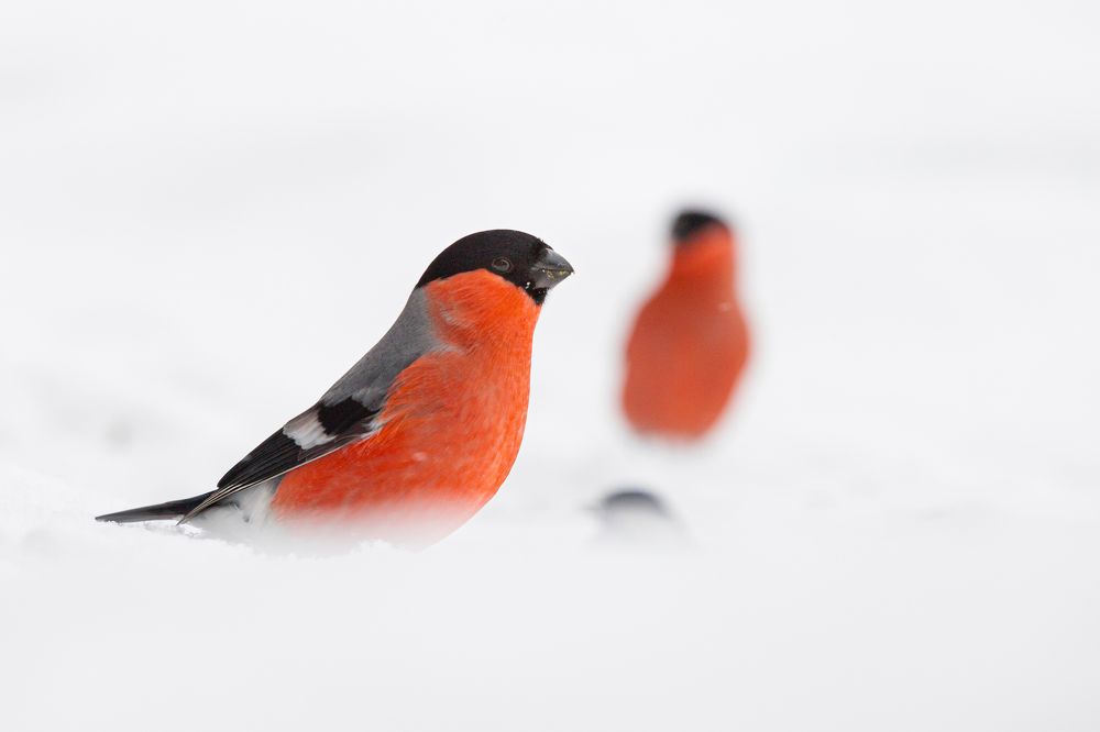 Photograph by Чудинин Дмитрий