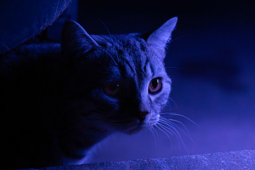 Фотография автора Максим Южик