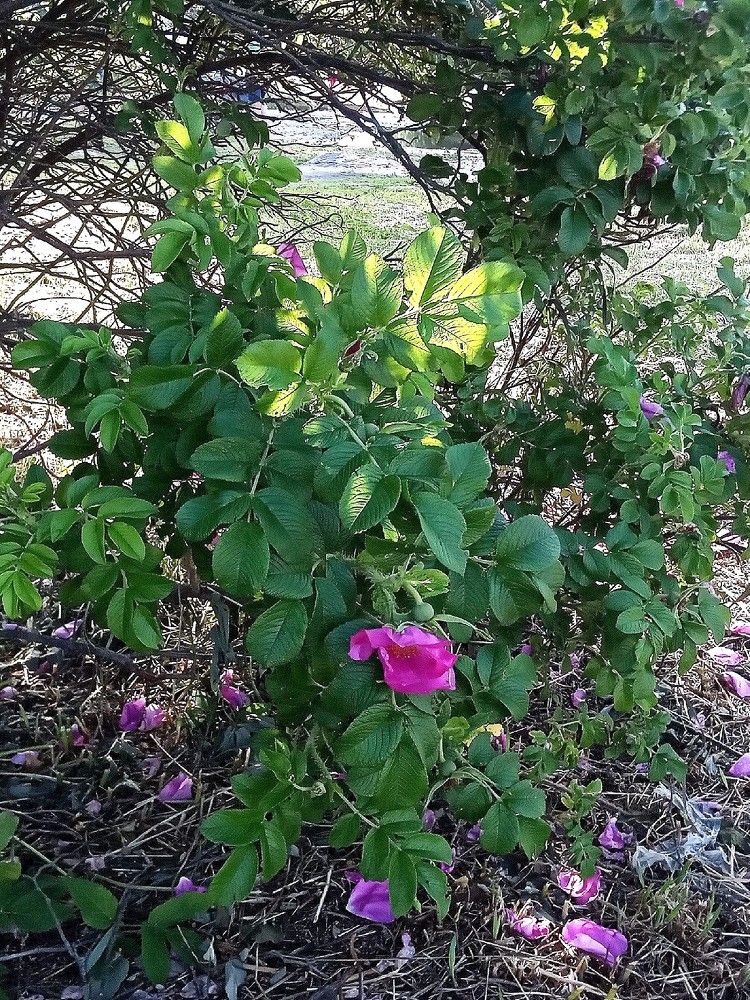 Фотография автора Вера,  Саша  Натан Фотогруппа ВЕСНА