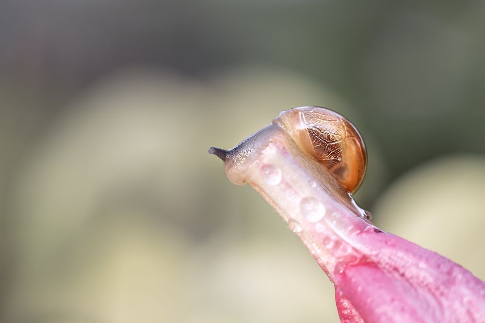 Photograph by Диана Бачу