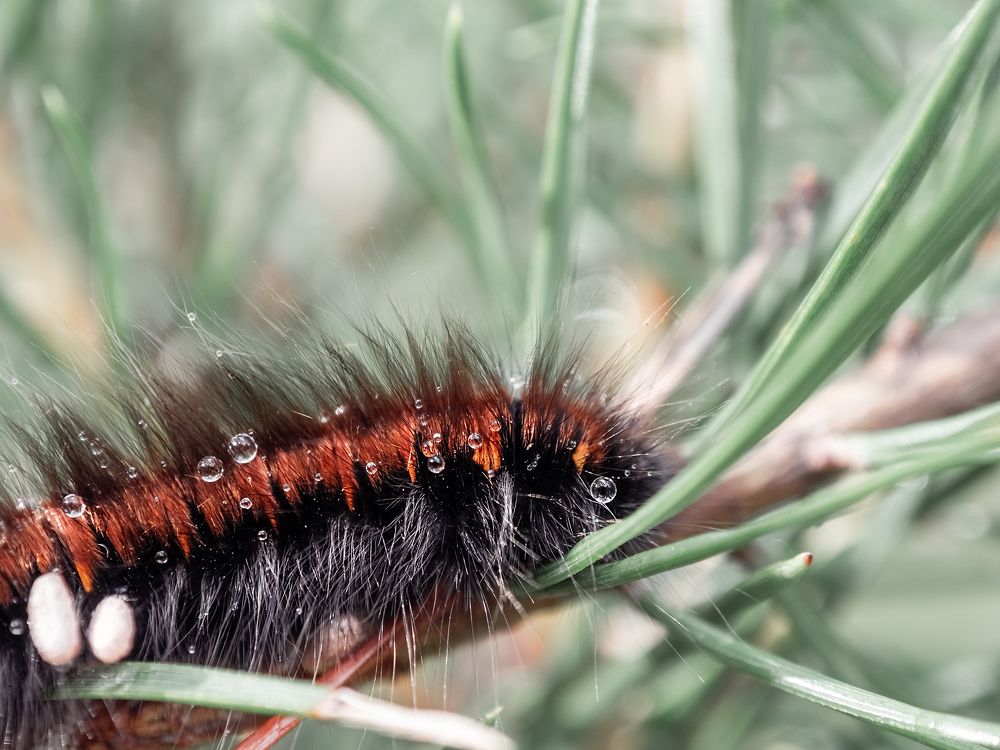 Photograph by Диана Бачу