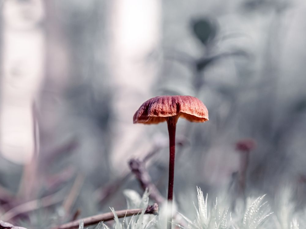 Photograph by Диана Бачу