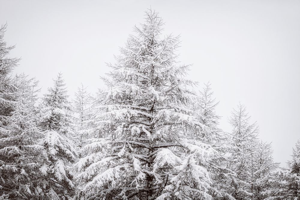 Photograph by Romanova Tatyana