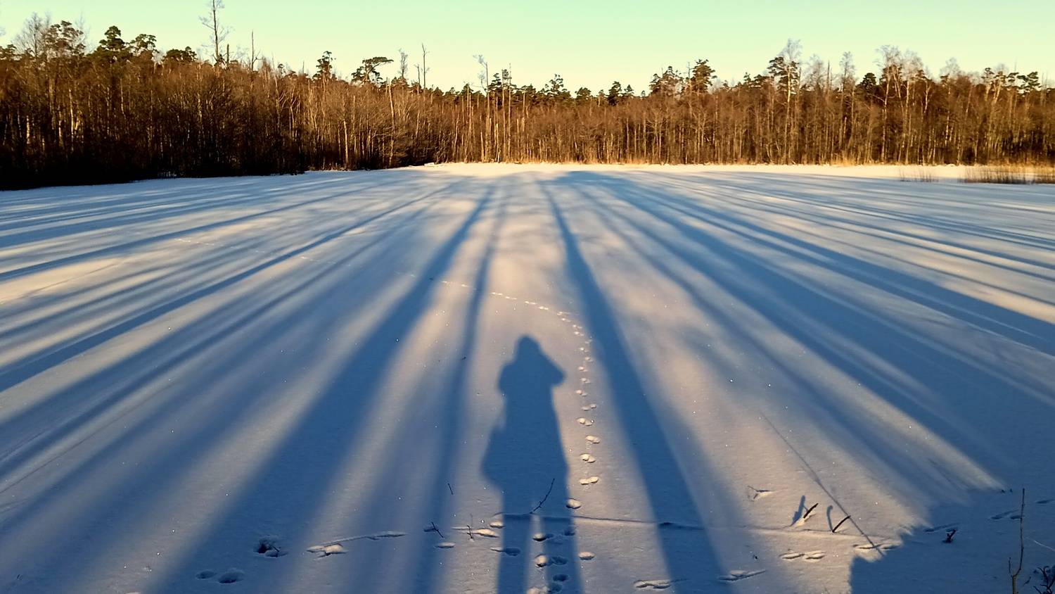 Photo #10078770