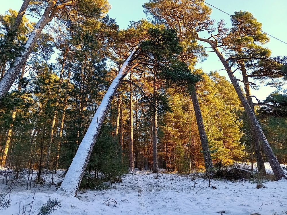 Photo #10078908