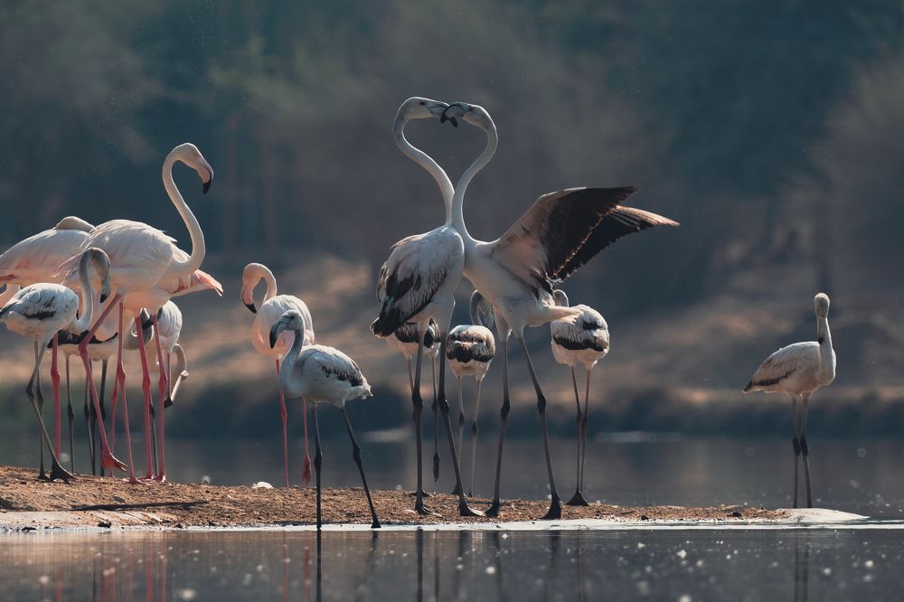 Фотография автора Talal Abodeshish