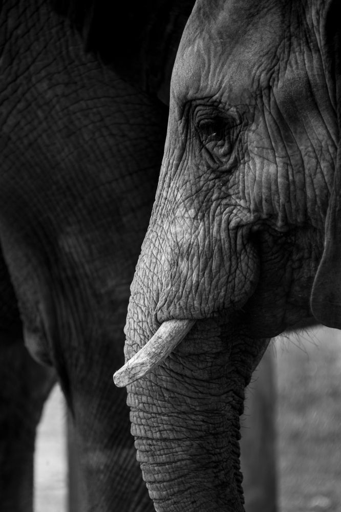 Фотография автора Talal Abodeshish