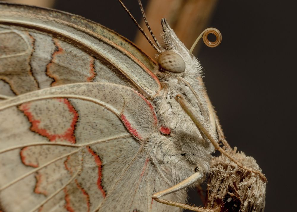 Close-up da Borboleta pavão-branco