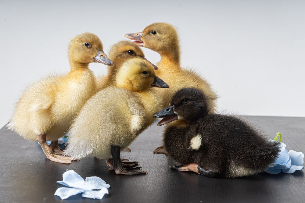 Фотография автора Анна Моргачёва